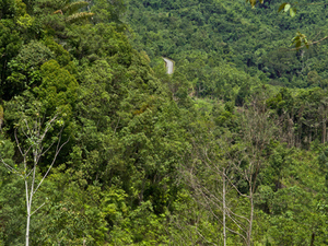 autostrada w dżungli