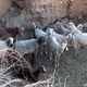 Kozy i owieczki