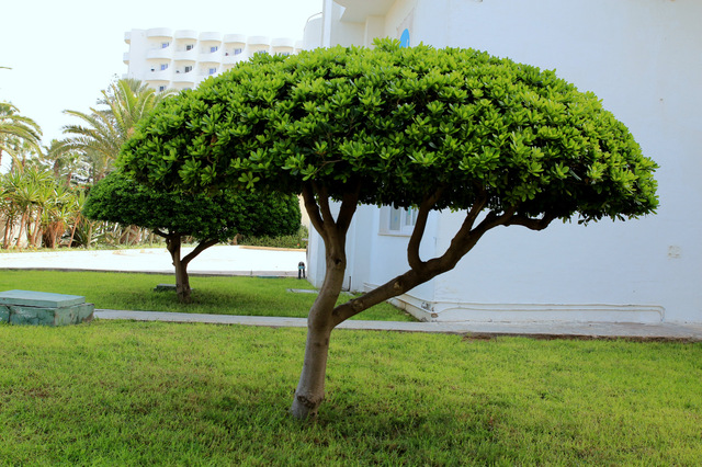 drzewko grzybak
