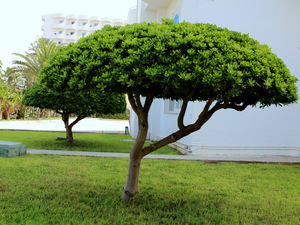 drzewko grzybak