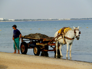 sprzątanie  plaży