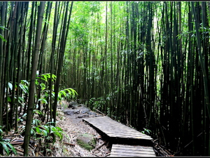 Pipiwai Trail Bamboo Forest