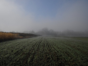 Mgły na polach