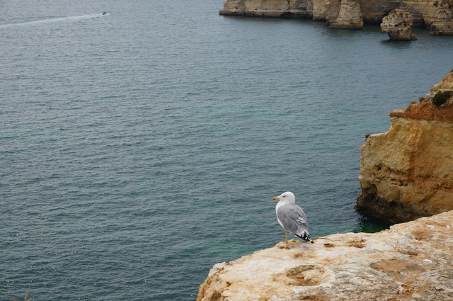 15330774 - Praia do carvoeiro Carovoeiro