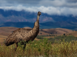 Emu - w oddali Wilpena Pound