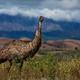 Emu - w oddali Wilpena Pound