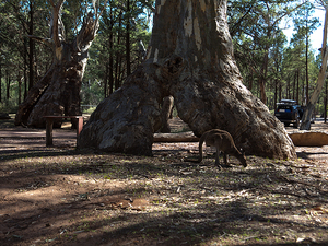 Eukaliptusy przy polu biwakowym