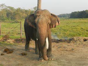 Słoń pokazowy