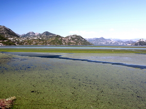 Jezioro Szkoderskie