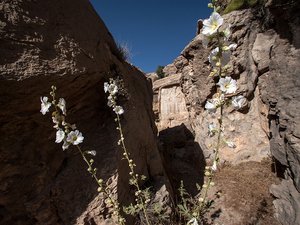 Naqsh-e-Rajab