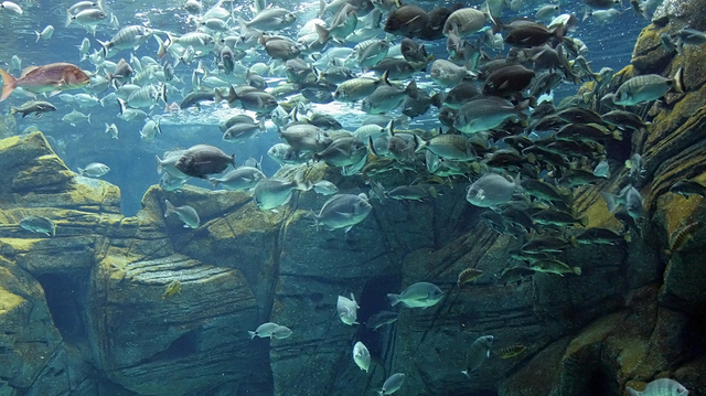 Creteaquarium, Gouves