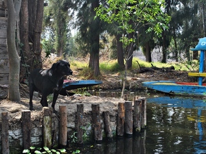 Xochimilco.