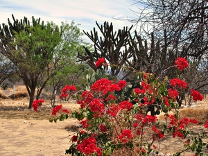 Flora Środkowego Meksyku.