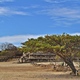 Monte  Alban. 