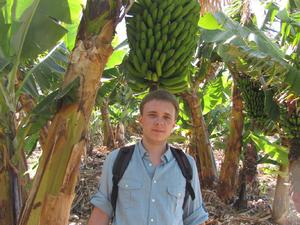 Teneryfa, plantacja bananów