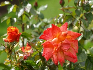 Regent's Park - Queen Mary's Gardens.