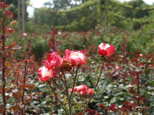 Regent's Park - Queen Mary's Gardens.