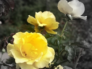 Regent's Park - Queen Mary's Gardens.