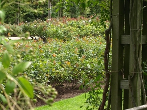 Regent's Park - Queen Mary's Gardens.