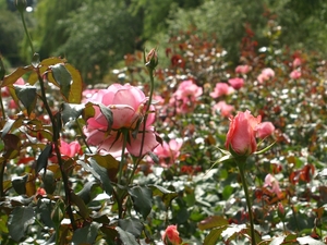 Regent's Park - Queen Mary's Gardens.