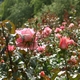 Regent's Park - Queen Mary's Gardens.