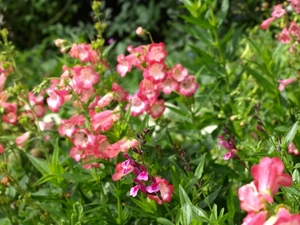 Regent's Park - Queen Mary's Gardens.