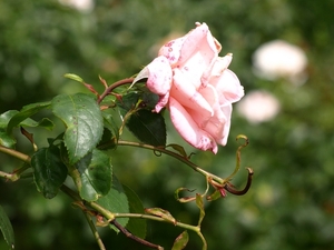 Regent's Park - Queen Mary's Gardens.