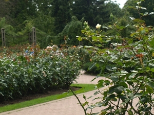 Regent's Park - Queen Mary's Gardens.