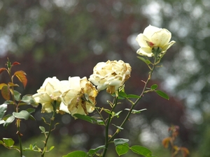 Regent's Park - Queen Mary's Gardens.