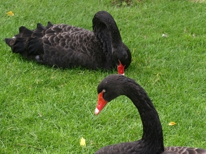 Regent's Park.