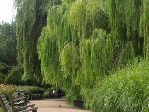 Regent's Park.