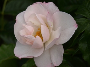 Regent's Park - Queen Mary's Gardens.