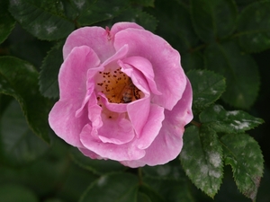 Regent's Park - Queen Mary's Gardens.