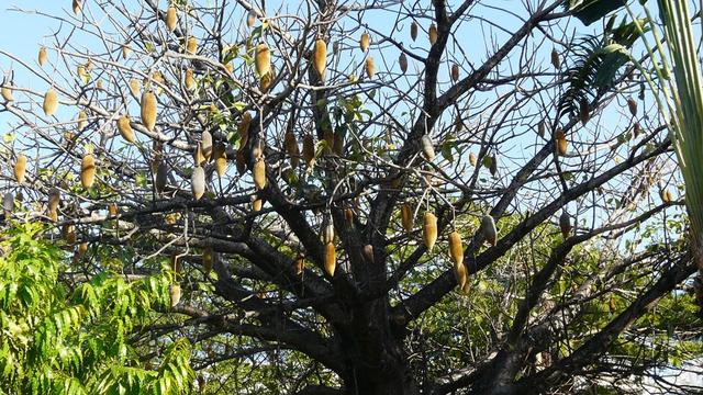 Kenia baobab z owocami