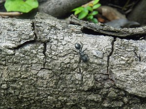 Mrówka o długości  5 cm