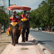 Spacer na słoniach