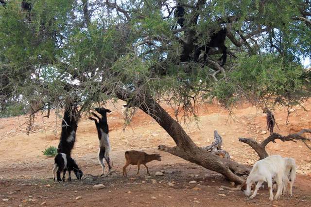 łakome kozy objadające się arganem