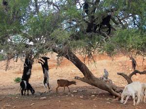 łakome kozy objadające się arganem