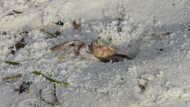 Krab - gra w chowanego