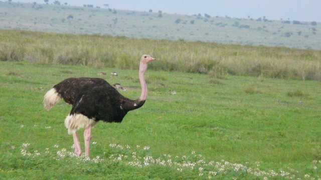 Struś