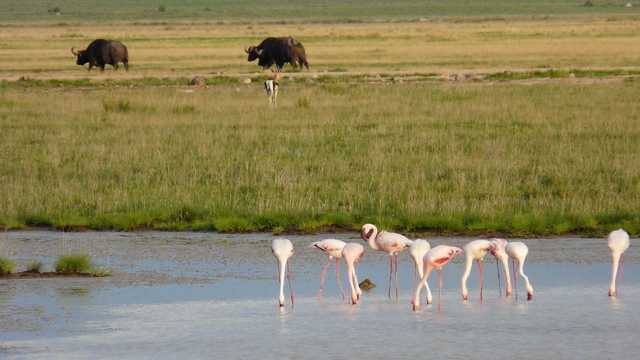 W parku Amboseli