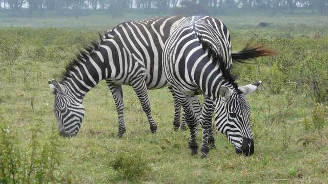 Zebry
