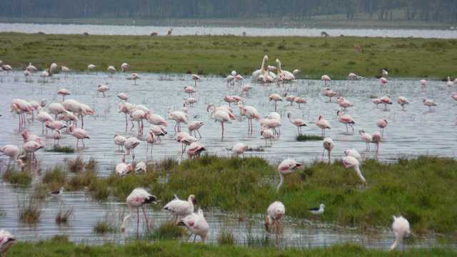 Flamingi z Lake Nakuru