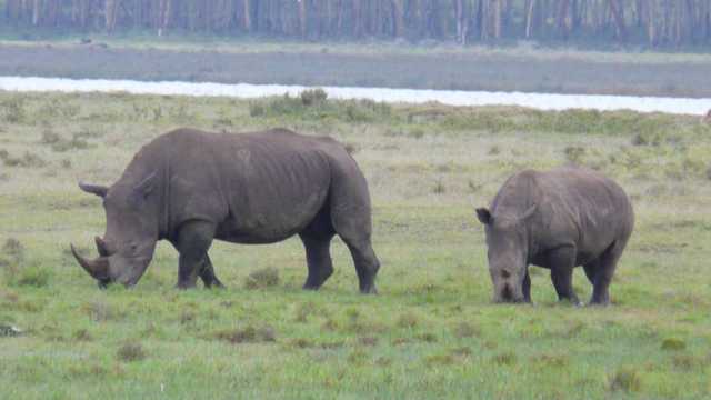 Nosorożce z Parku Nakuru