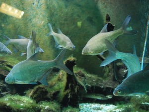 Oceanarium 