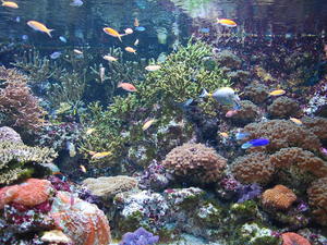Oceanarium 