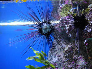 Oceanarium 