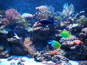 Oceanarium 