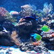 Oceanarium 