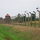 Obóz zagłady Birkenau